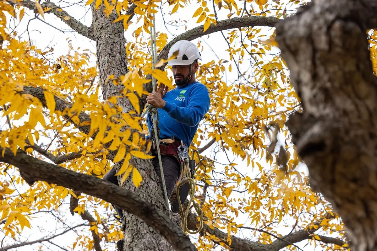 Skilled Tree Trimming crew working in Powder River