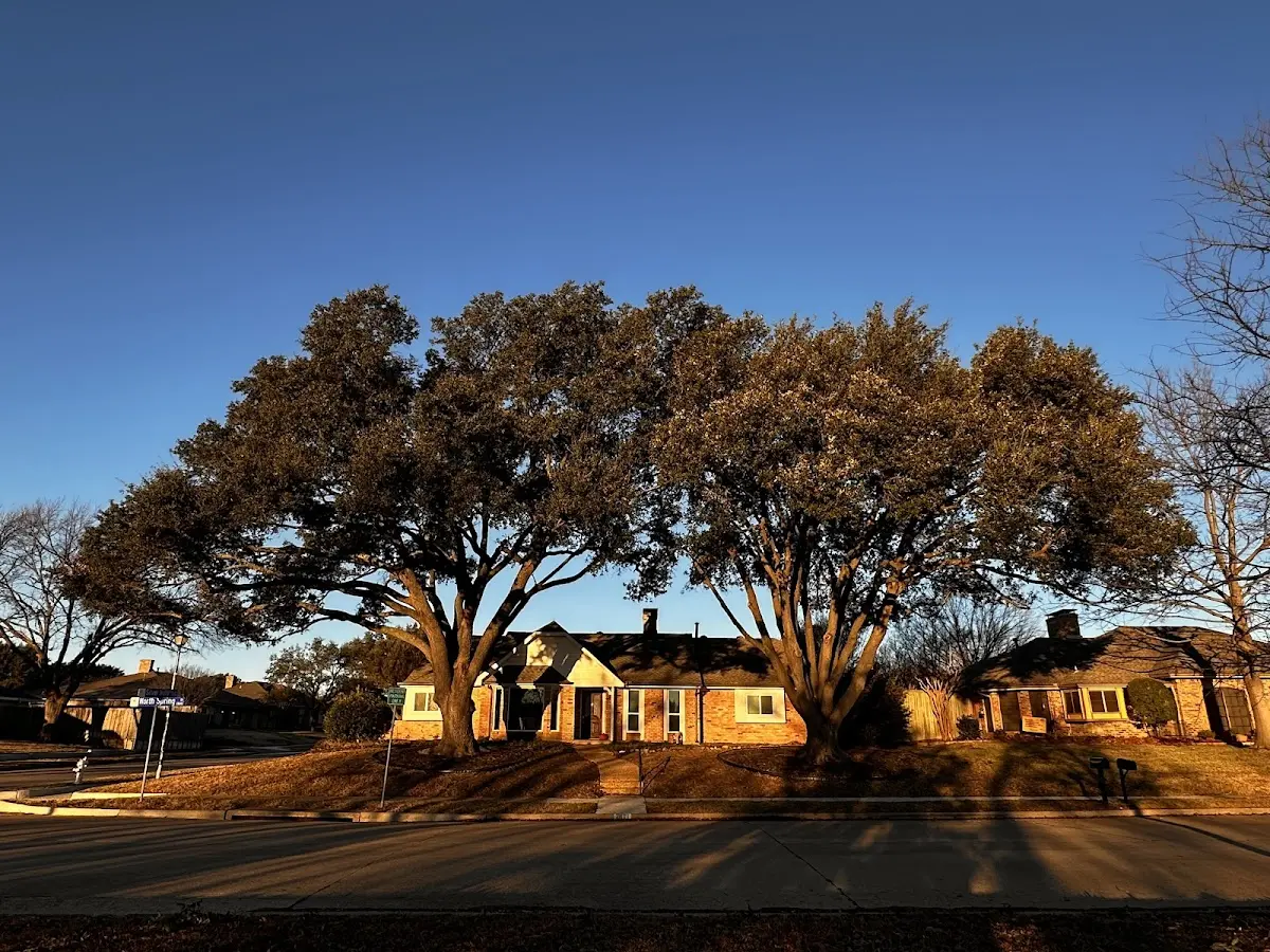 Established residential canopy tree shading a home in Powder River